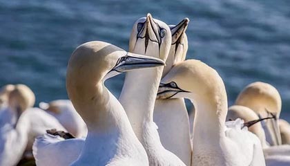 星空体育在线登录-法国男篮在奥运热身赛中取得连胜，法国男篮在奥运热身赛中取得连胜次数