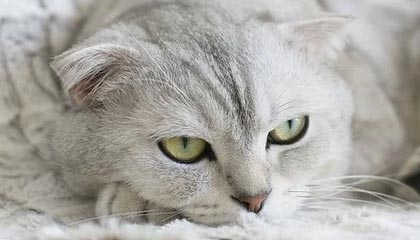 星空体育在线登录-法国男篮在奥运热身赛中取得连胜，法国男篮在奥运热身赛中取得连胜次数