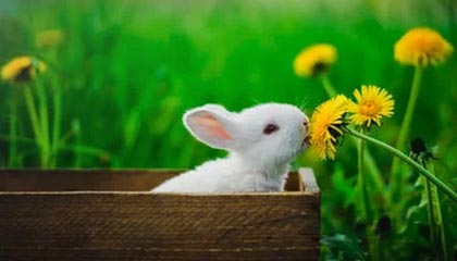 星空体育在线登录-法国男篮在奥运热身赛中取得连胜，法国男篮在奥运热身赛中取得连胜次数